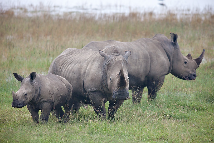 Kenya: Lake Nakuru National Park, the Equator, and Eldoret » Wayfarer ...