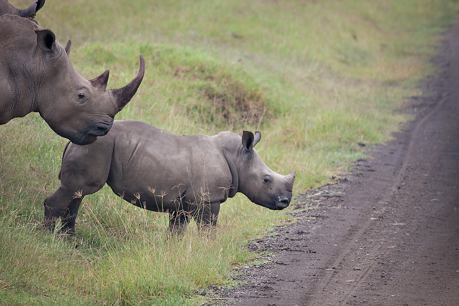 Kenya: Lake Nakuru National Park, the Equator, and Eldoret » Wayfarer ...