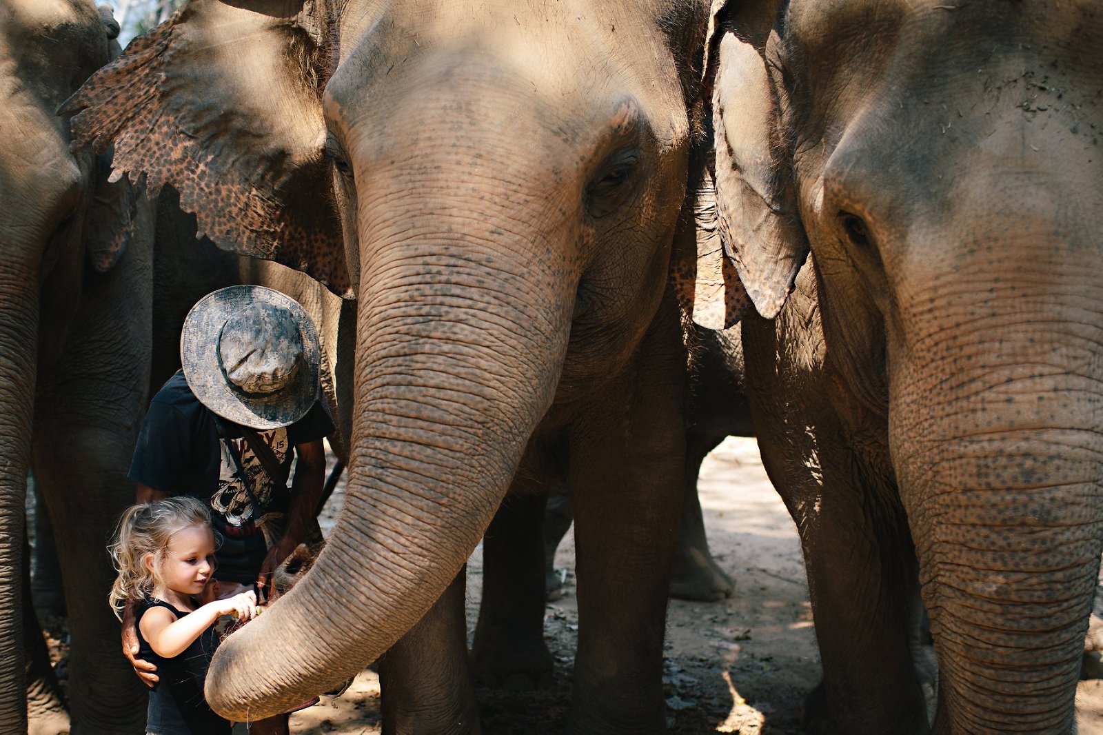 Our Days at Elephant Haven » Wayfarer Family