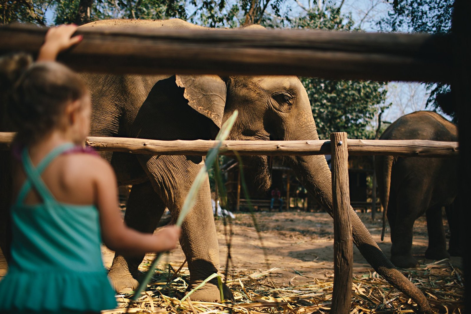 Our Days at Elephant Haven » Wayfarer Family