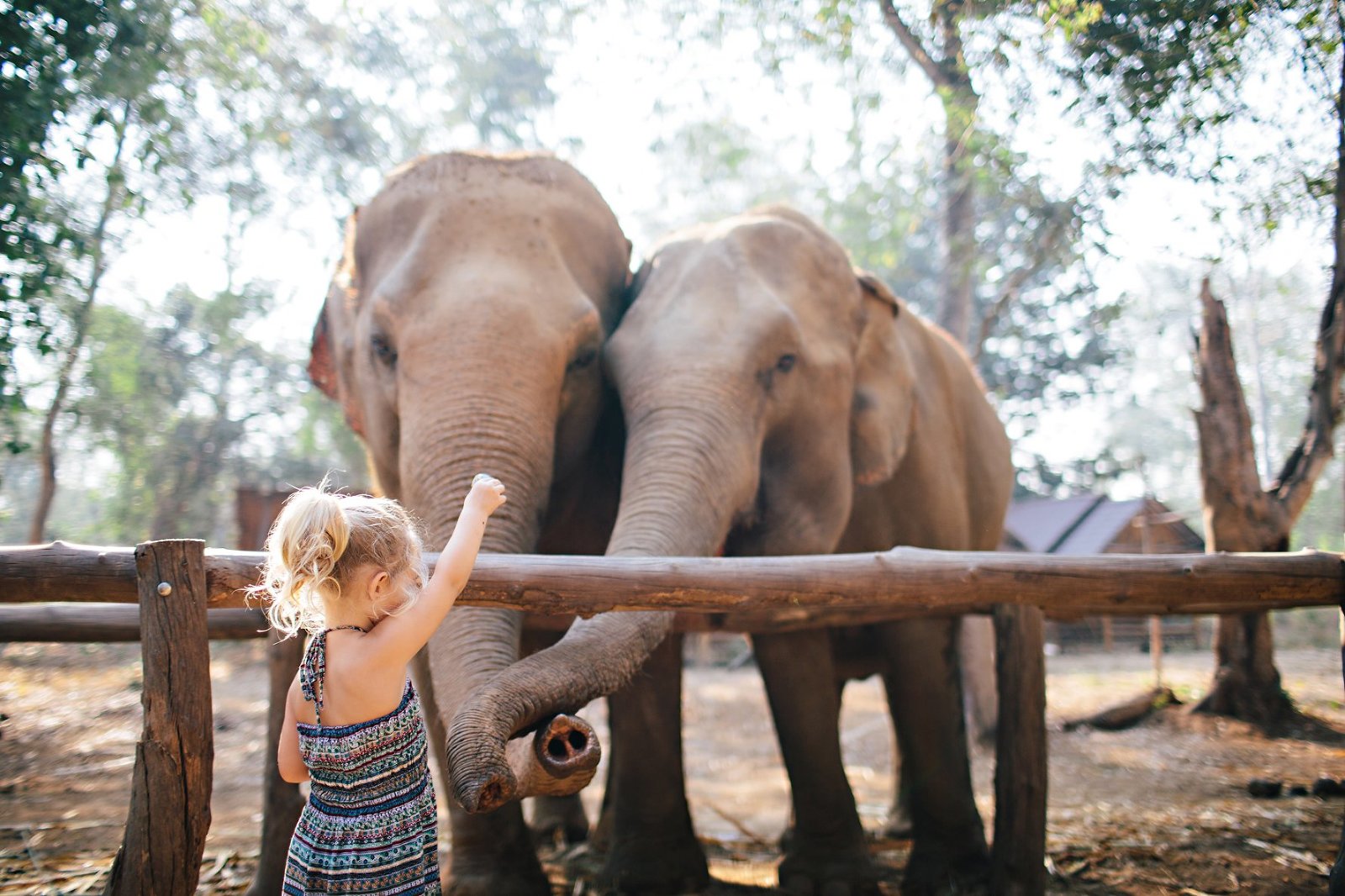 Our Days at Elephant Haven » Wayfarer Family